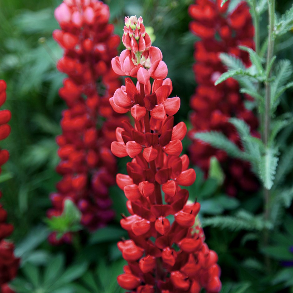 Lupinus Gallery Red 2lt